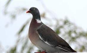 Common Wood Pigeon