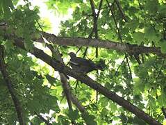 Common Wood Pigeon