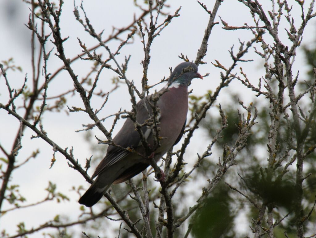 Common Wood Pigeon