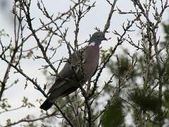 Common Wood Pigeon