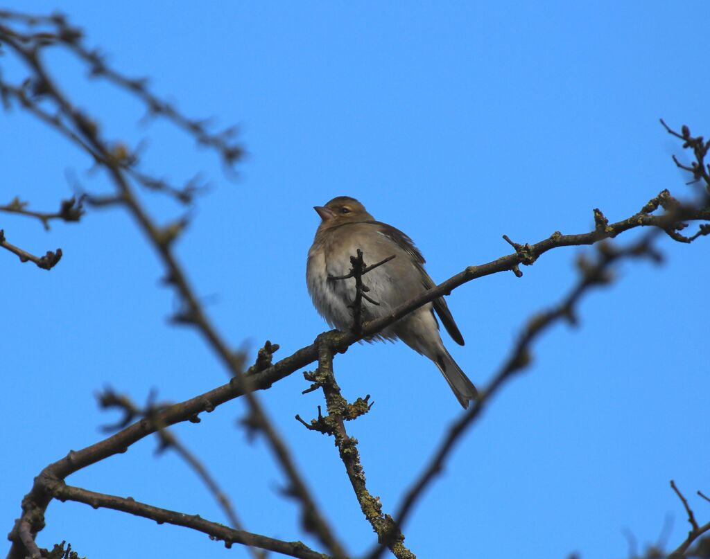 Common Chaffinch