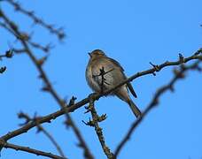 Common Chaffinch