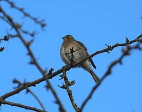 Pinson des arbres