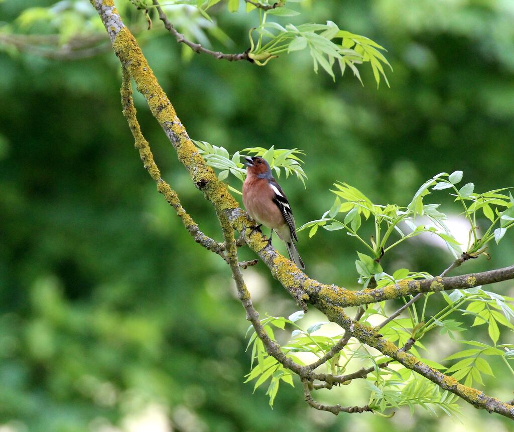 Pinson des arbres