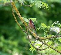 Common Chaffinch