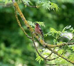 Pinson des arbres