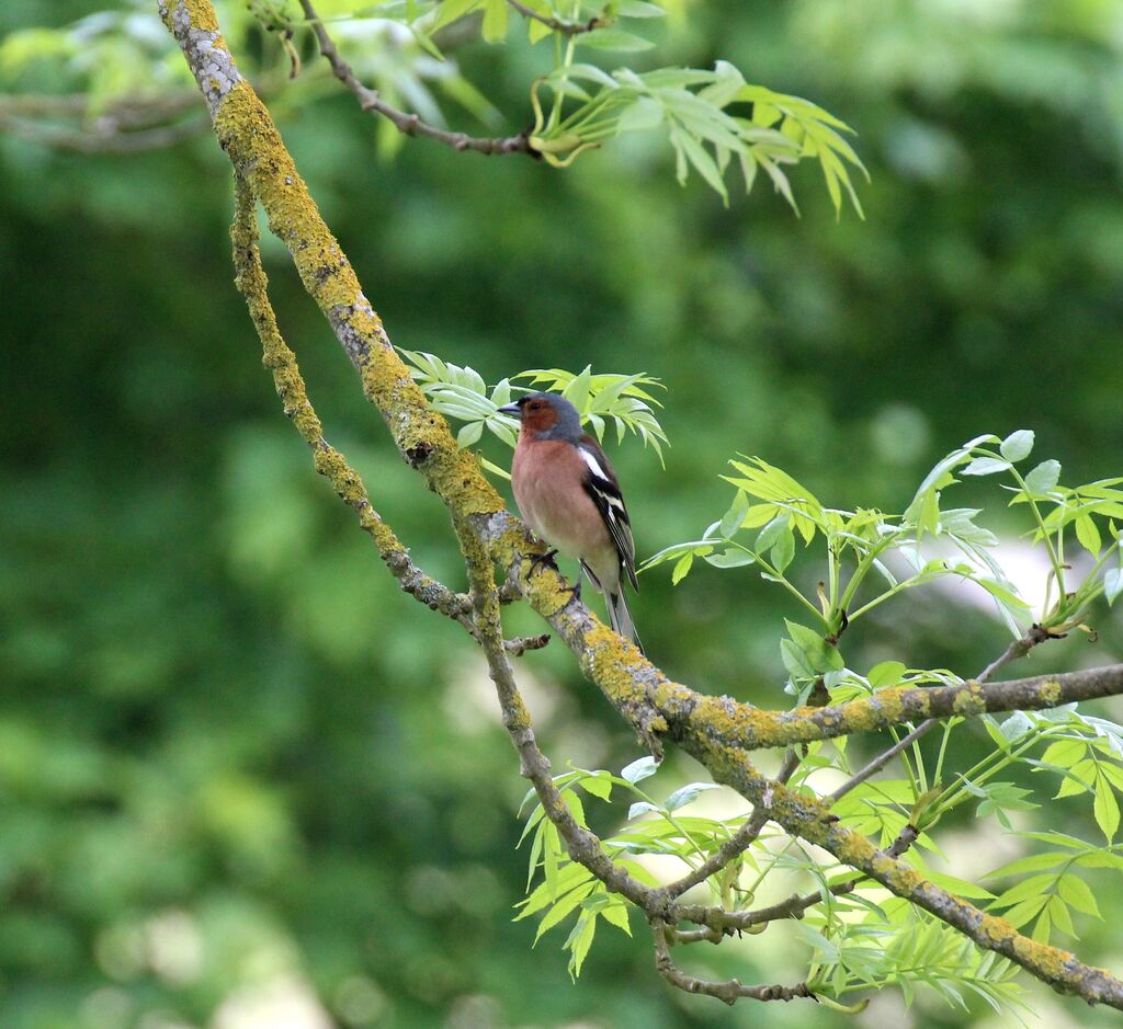 Common Chaffinch