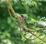 Eurasian Chaffinch