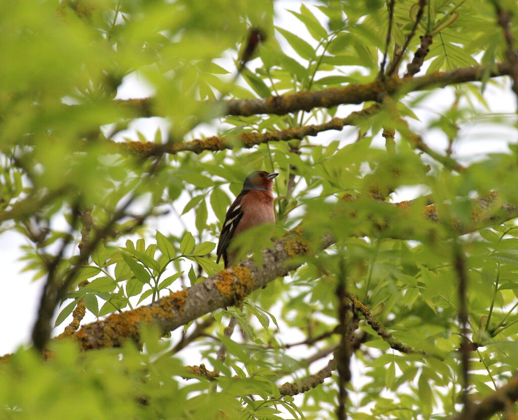 Common Chaffinch