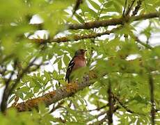 Eurasian Chaffinch