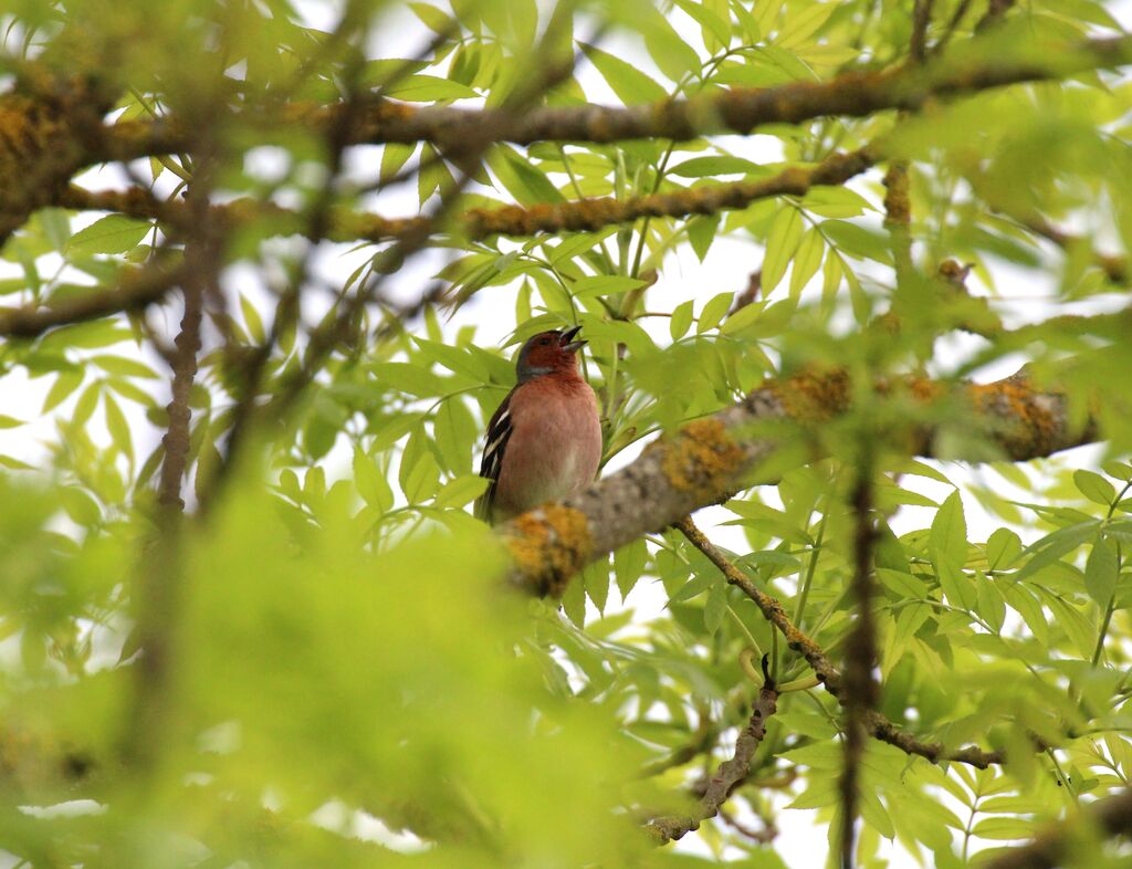 Pinson des arbres