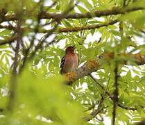 Eurasian Chaffinch