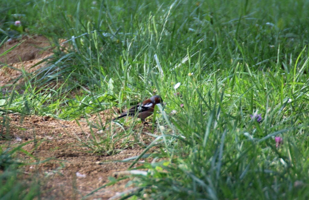 Common Chaffinch