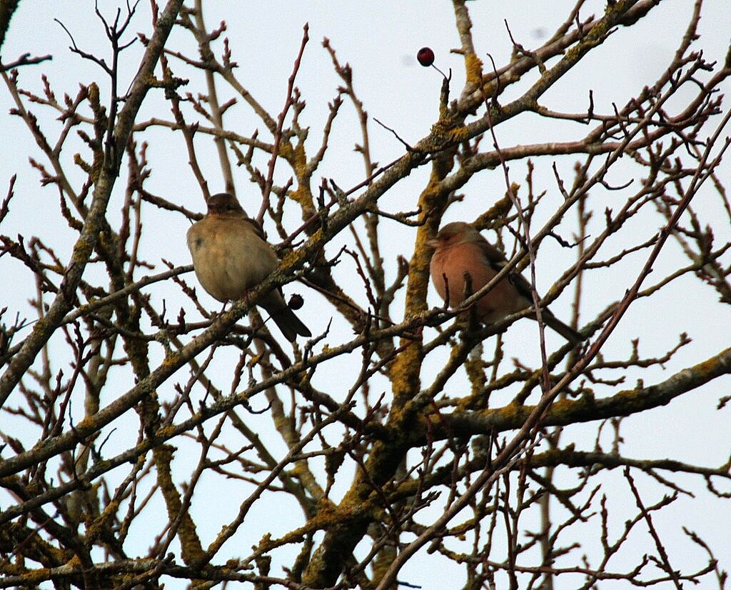 Common Chaffinch