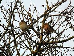 Eurasian Chaffinch