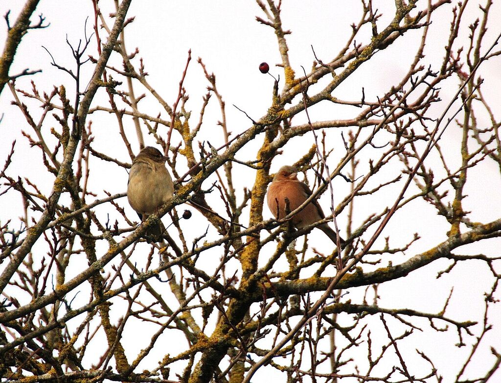 Common Chaffinch