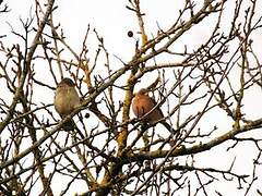 Common Chaffinch