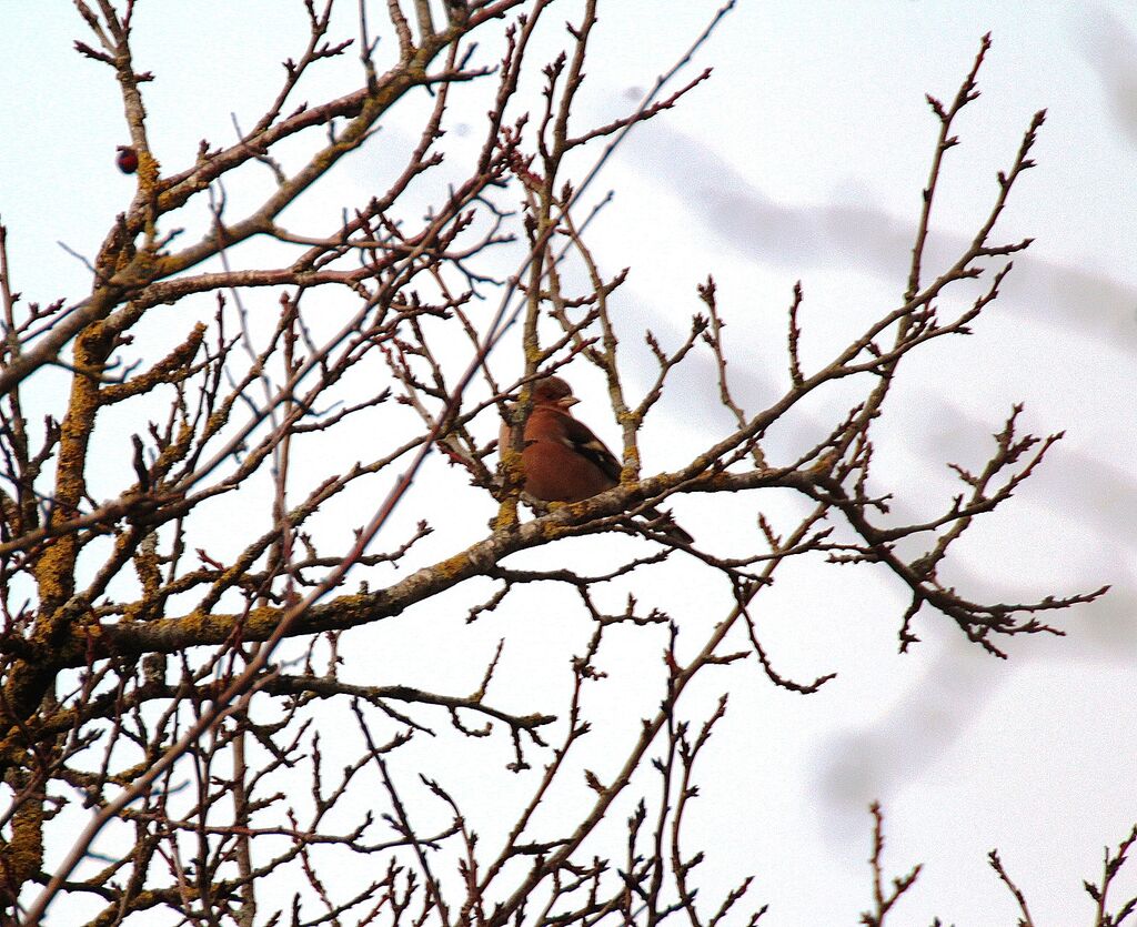 Common Chaffinch