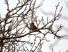 Common Chaffinch