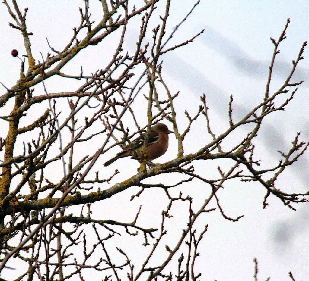 Eurasian Chaffinch