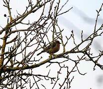 Eurasian Chaffinch