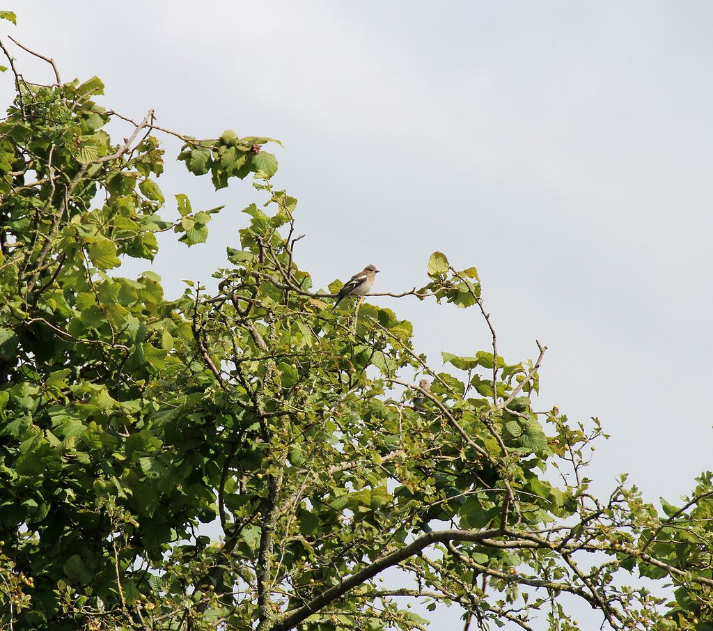 Common Chaffinch