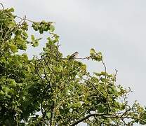 Eurasian Chaffinch