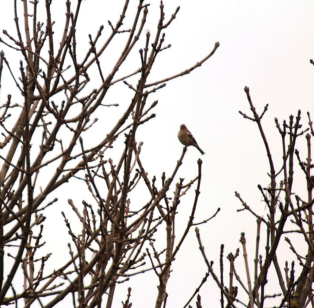 Common Chaffinch