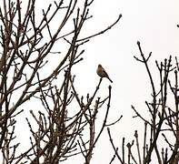 Eurasian Chaffinch