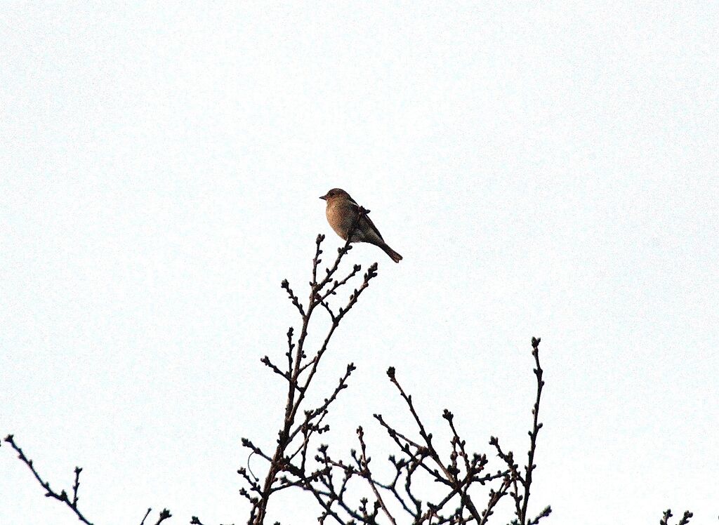 Eurasian Chaffinch