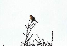 Eurasian Chaffinch