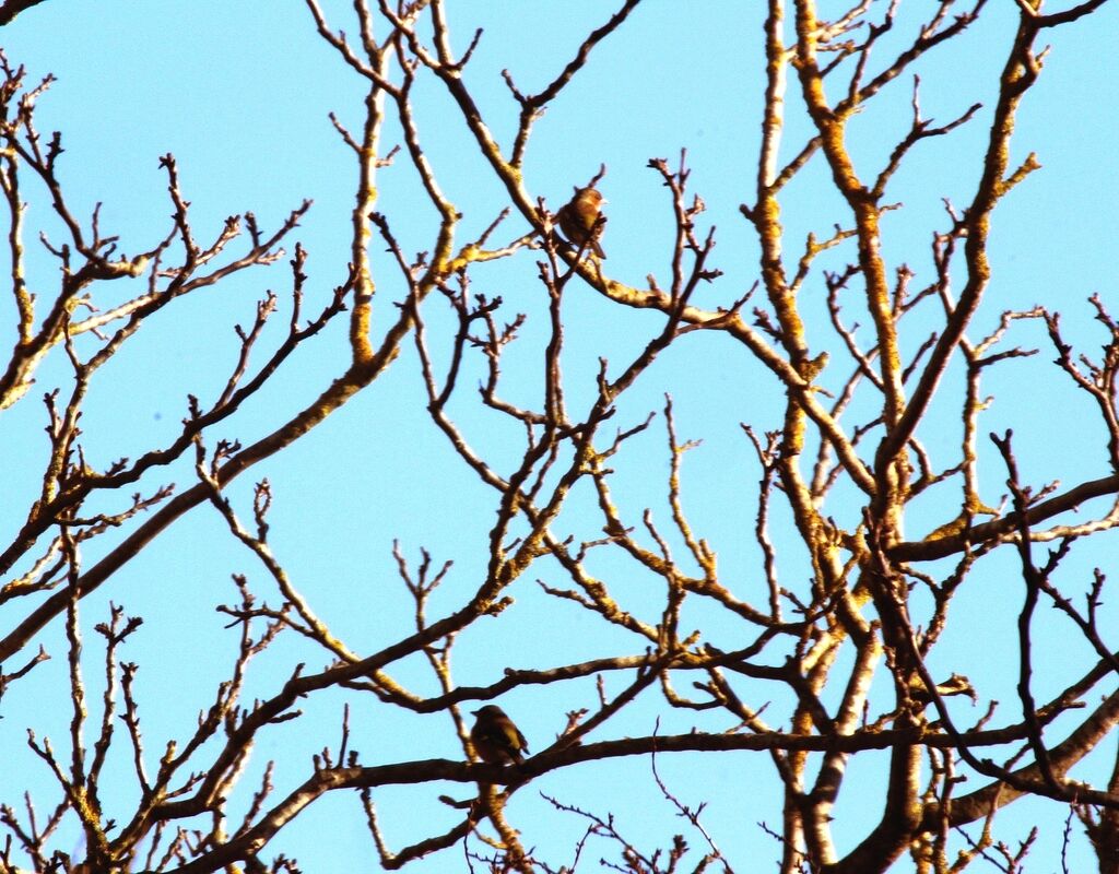 Common Chaffinch