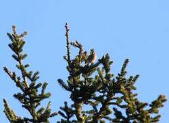 Eurasian Chaffinch