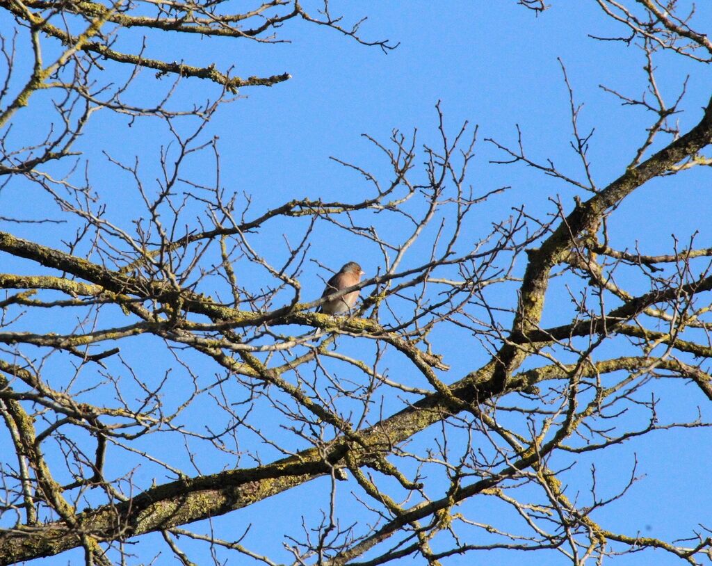 Eurasian Chaffinch