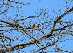 Eurasian Chaffinch