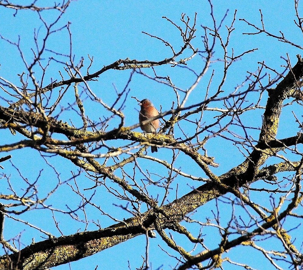 Pinson des arbres