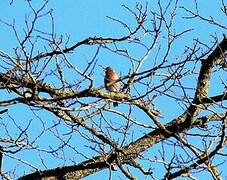 Common Chaffinch