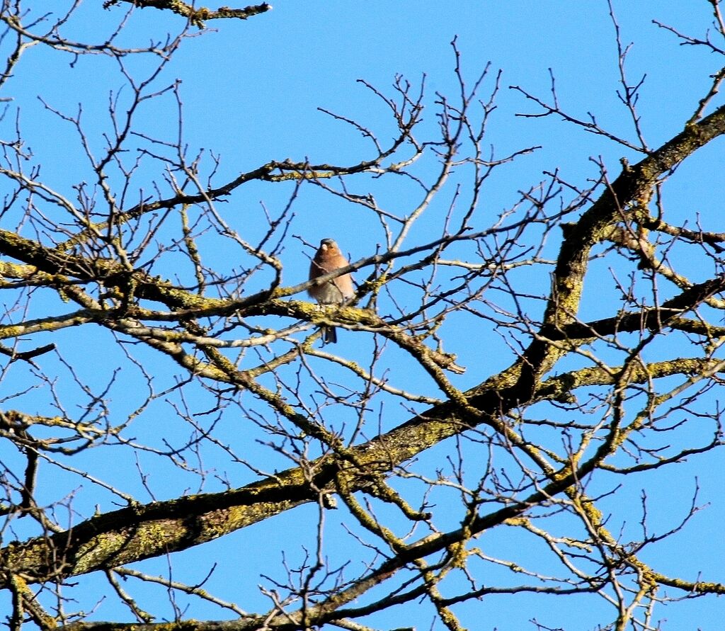 Pinson des arbres