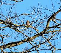 Eurasian Chaffinch