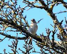 Eurasian Chaffinch