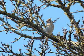 Common Chaffinch