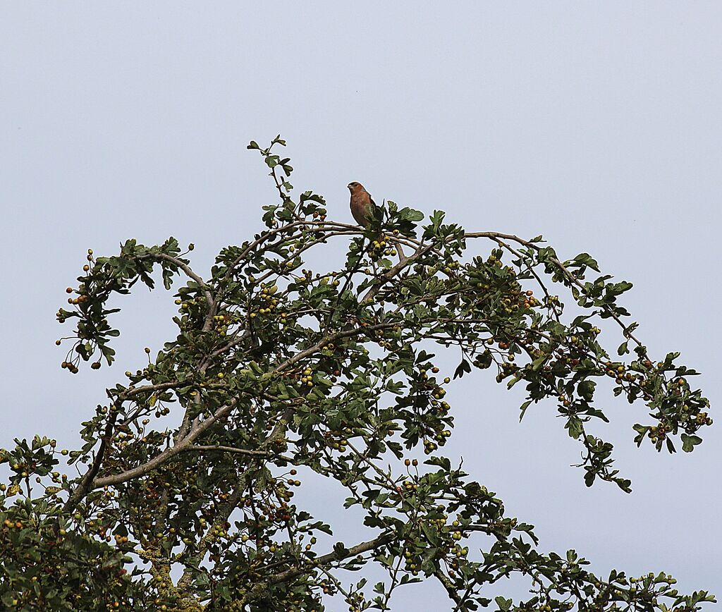 Eurasian Chaffinch