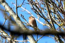 Eurasian Chaffinch