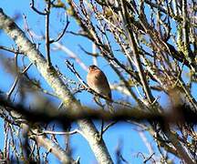 Common Chaffinch