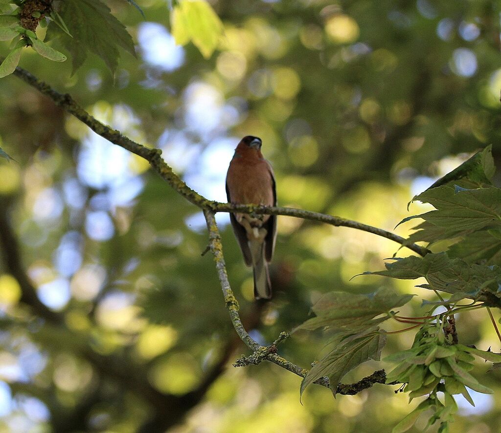 Pinson des arbres