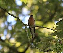 Pinson des arbres