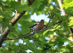 Eurasian Chaffinch