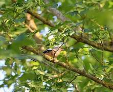 Eurasian Chaffinch