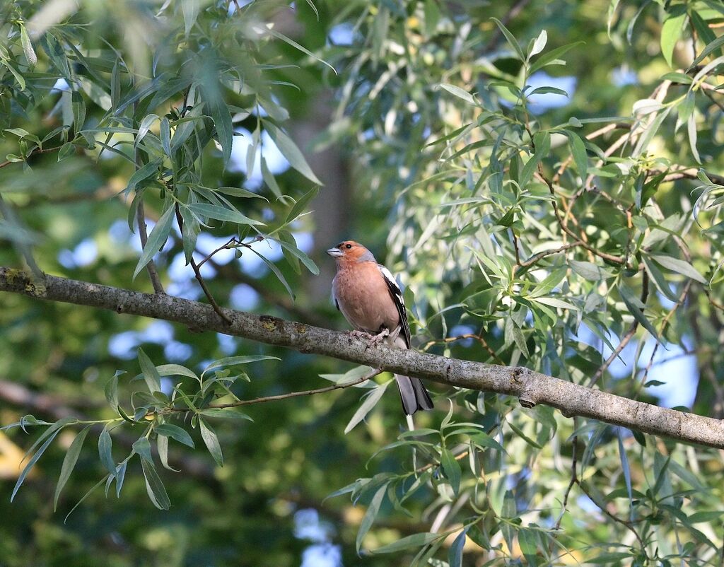 Eurasian Chaffinch