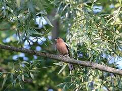 Pinson des arbres